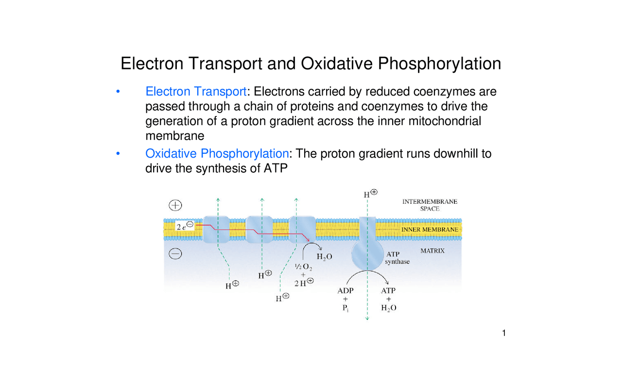 Electron Transport and Oxidative Phosphorylation | BICH 303 - Docsity