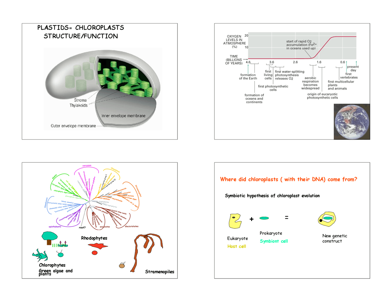 Plastids Chloroplasts Structure And Function Lecture Slides Biol 355 Docsity