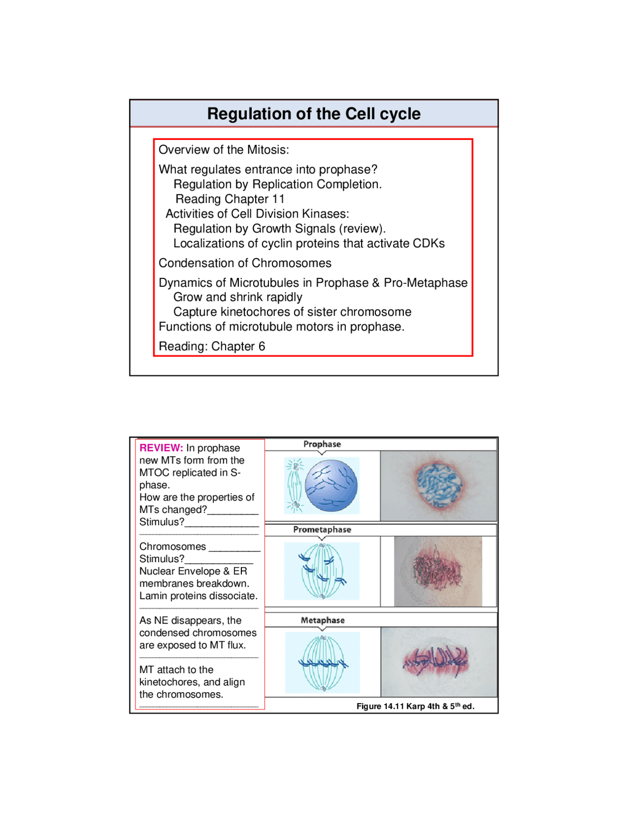 Regulation of Cell Cycle - Advanced Cell Biology | BIOL 401 - Docsity