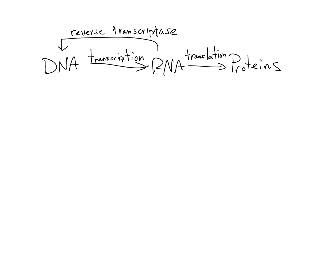 DNA, RNA, Translation Proteins - Handwritten Notes | CHEM 224 - Docsity