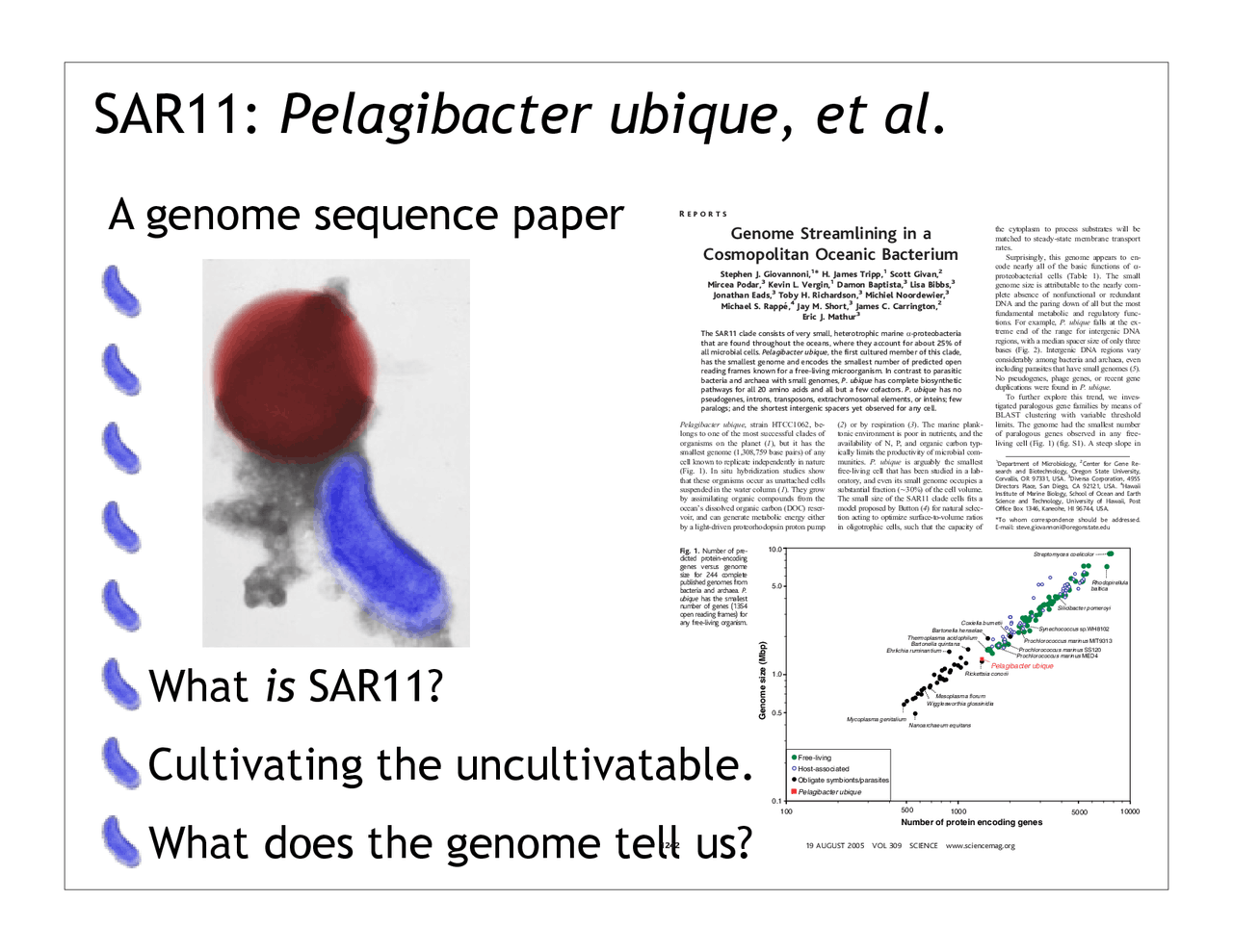 Sar11 SAR 11, Pelagibacter Ubique - Genome Sequence Paper | MB 451 - Docsity