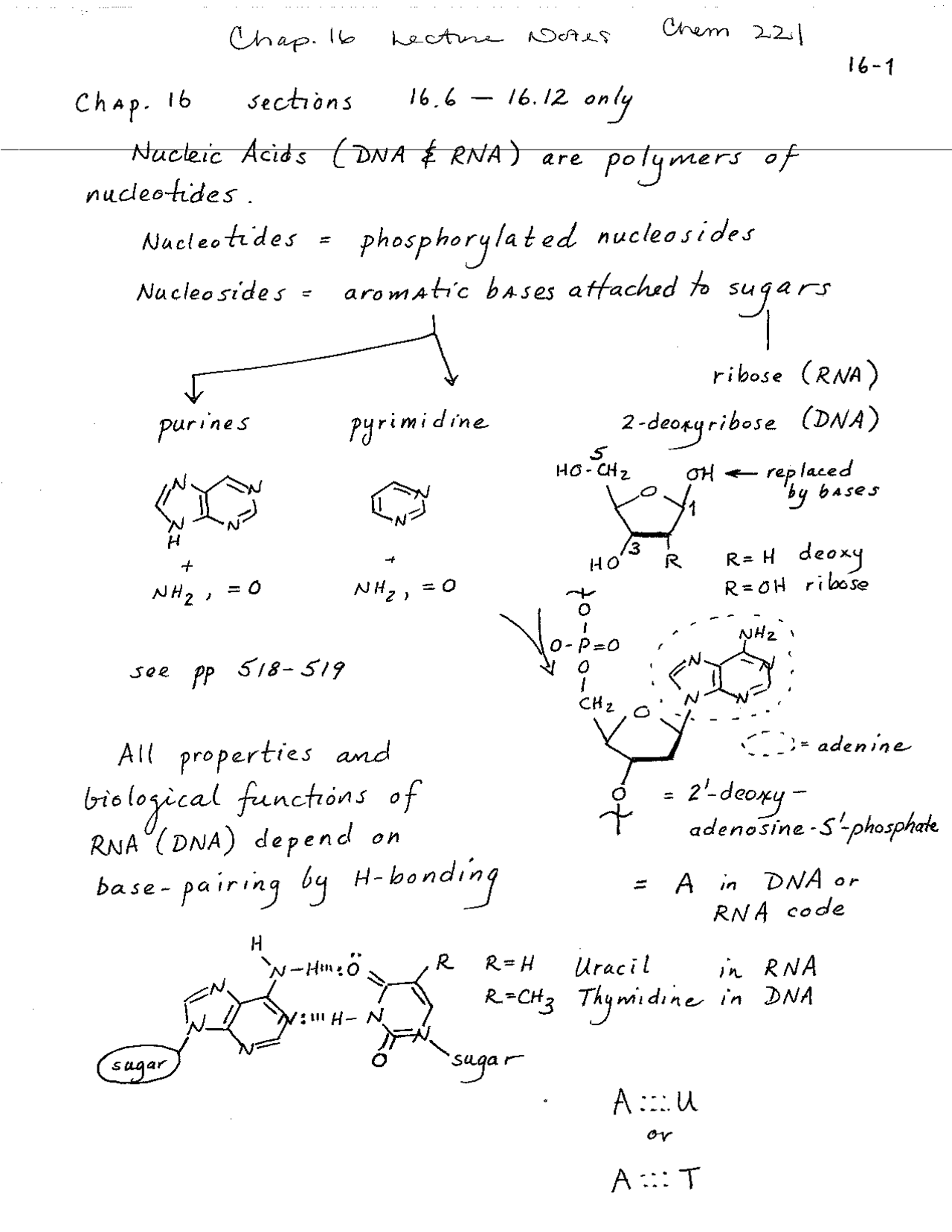 Nucleic Acids: DNA and RNA - Class Notes | CHEM 221 - Docsity