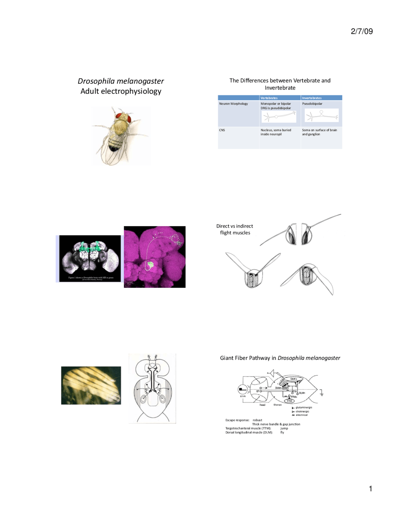 Electrophysiology Drosophila Melanogaster Neurobiology Laboratory
