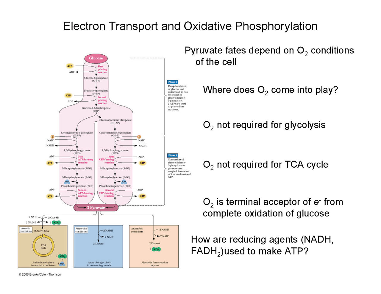 Electron Transport and Oxidative Phosphorylation | BICH 303 - Docsity