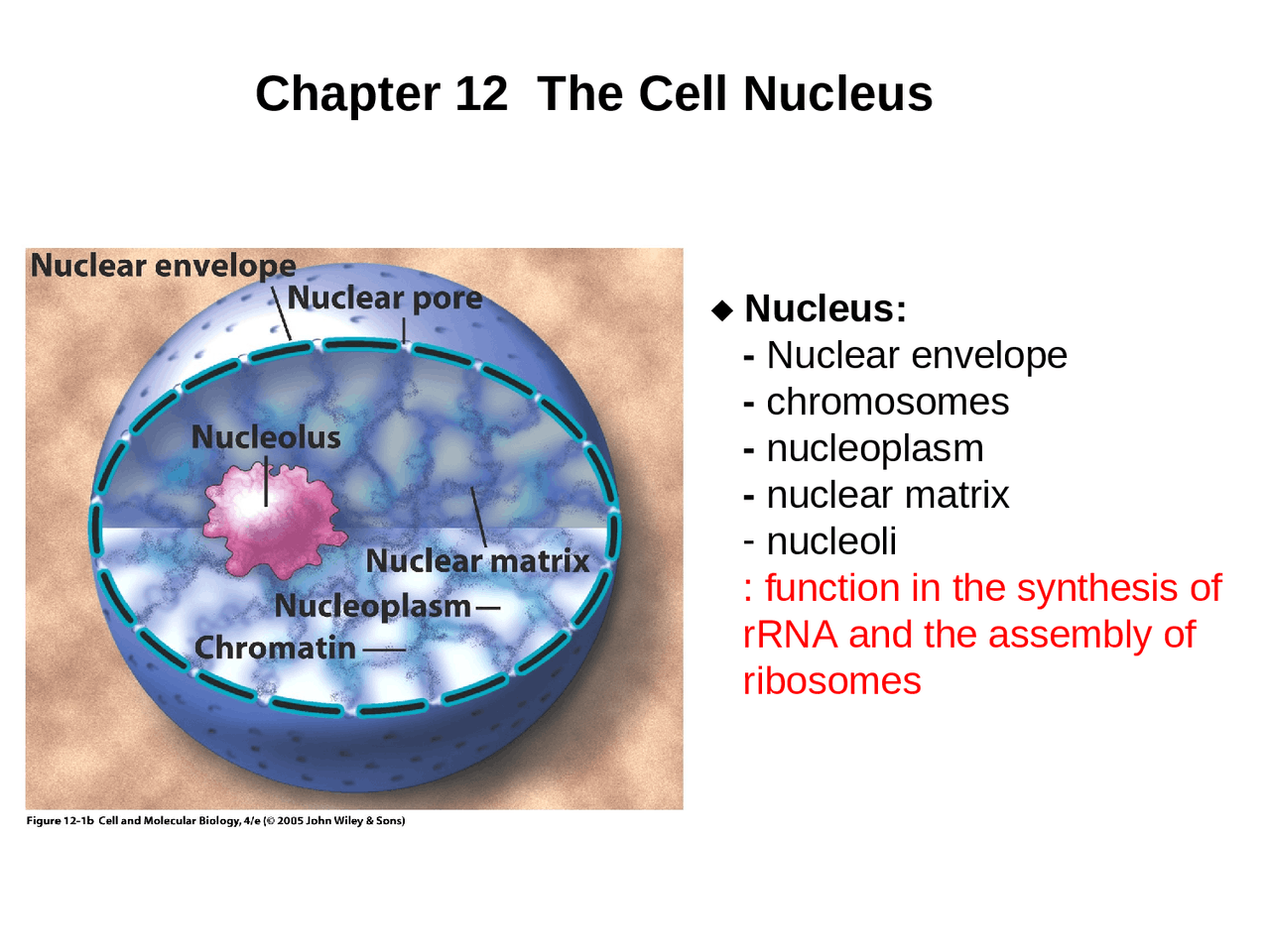 The Cell Nucleus - Cell Biology and Physiology | BSCI 330 - Docsity
