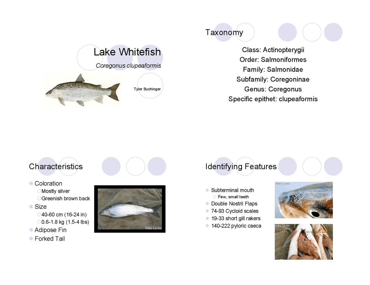Lake Whitefish: Taxonomy and Reproduction - Lecture Slides | BIOL 310