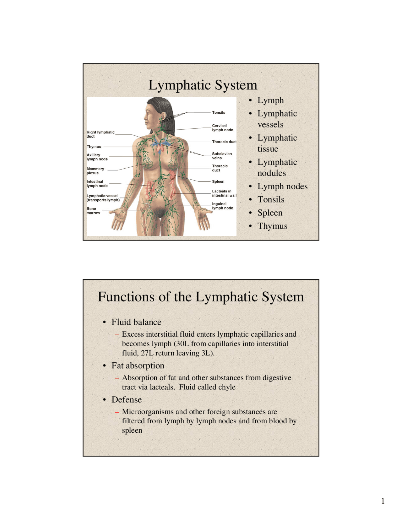 Lymphatic System - Lecture Slides | BIO 2330 | Study notes Physiology ...