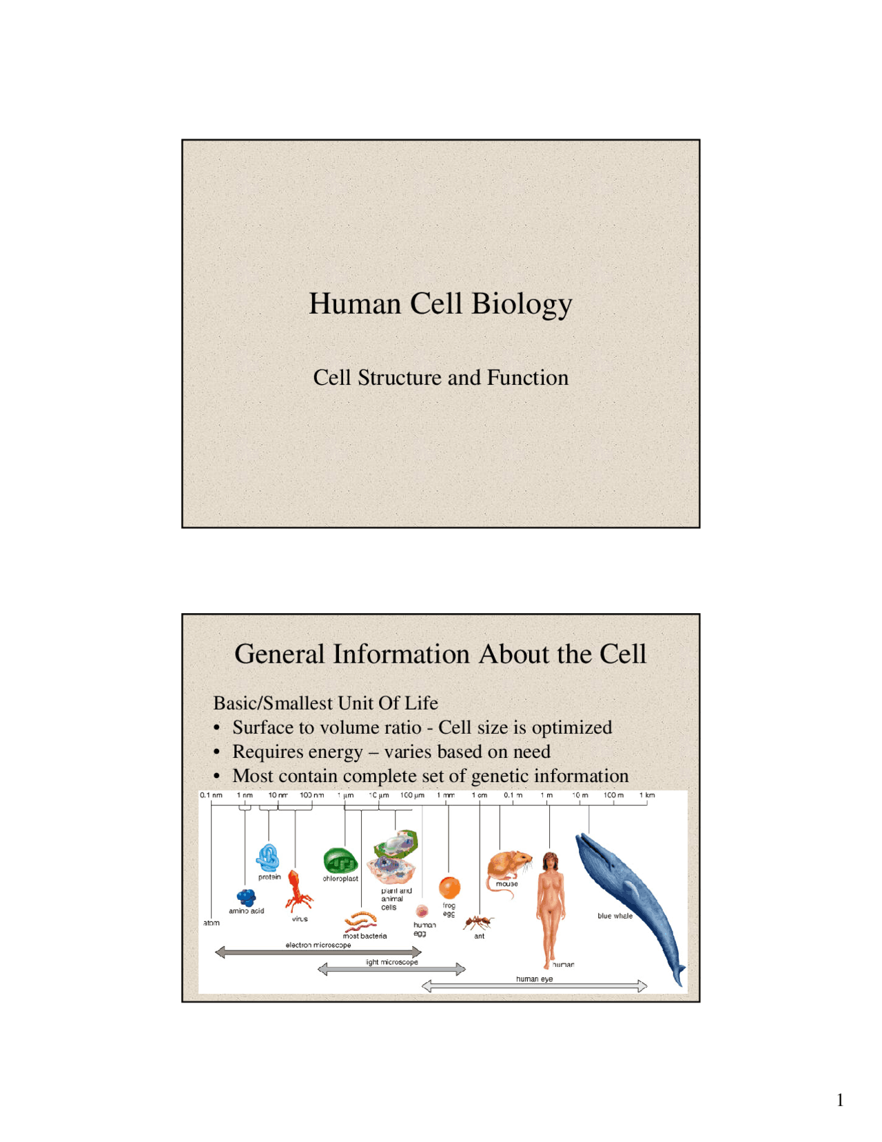 Human Cell Biology - Notes - Anatomy and Physiology I | BIO 2330 - Docsity