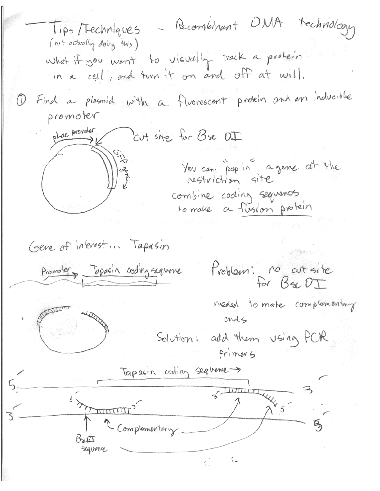 Handwritten Notes on Recombinant DNA Technology | BYS 219L - Docsity