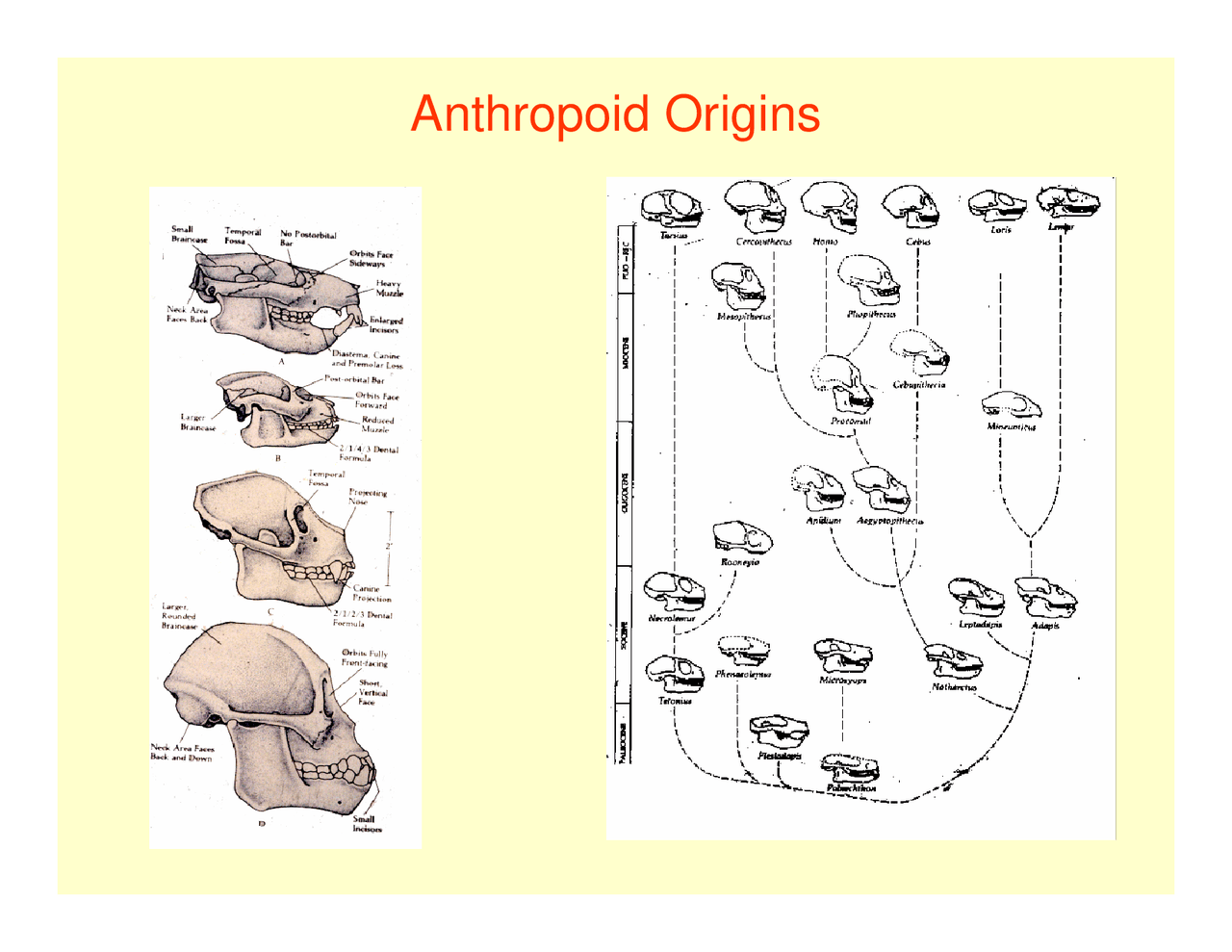 Lecture Slides on Anthropoid Origins | ANTH 121 - Docsity