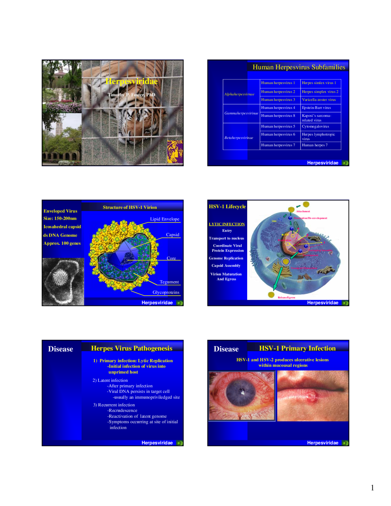 human herpes virus subfamilies slides