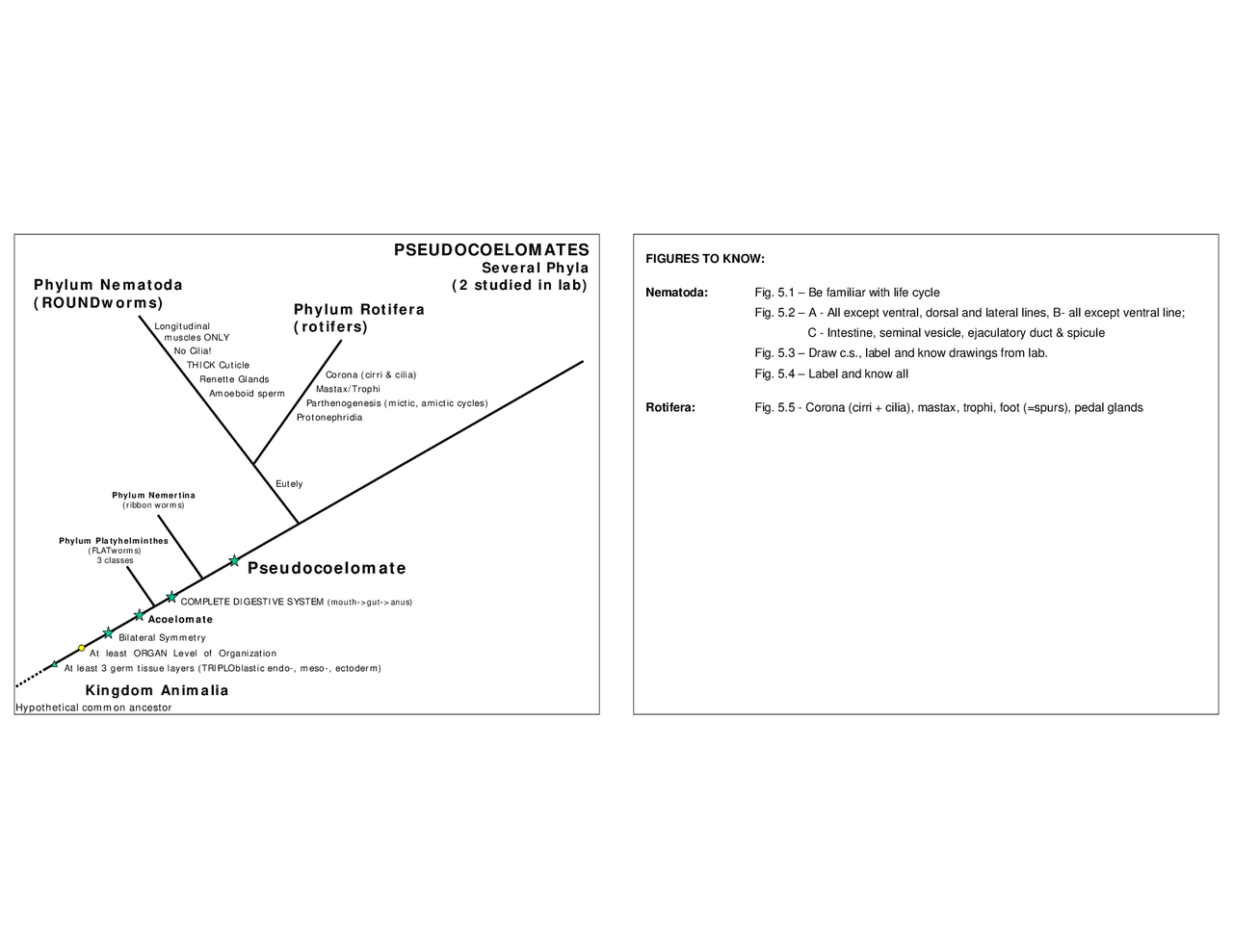 Pseudocoelomate - Laboratory Review - Animal Diversity | BSC 2011L ...