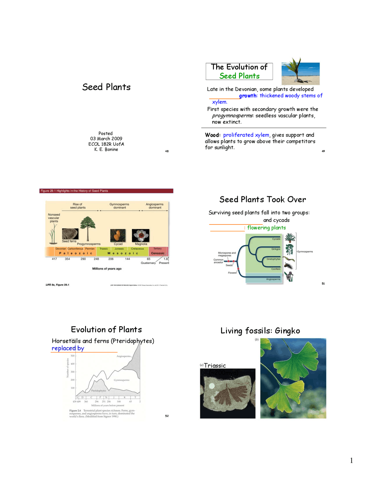 Seed Plants - Introductory Biology II | ECOL 182R - Docsity