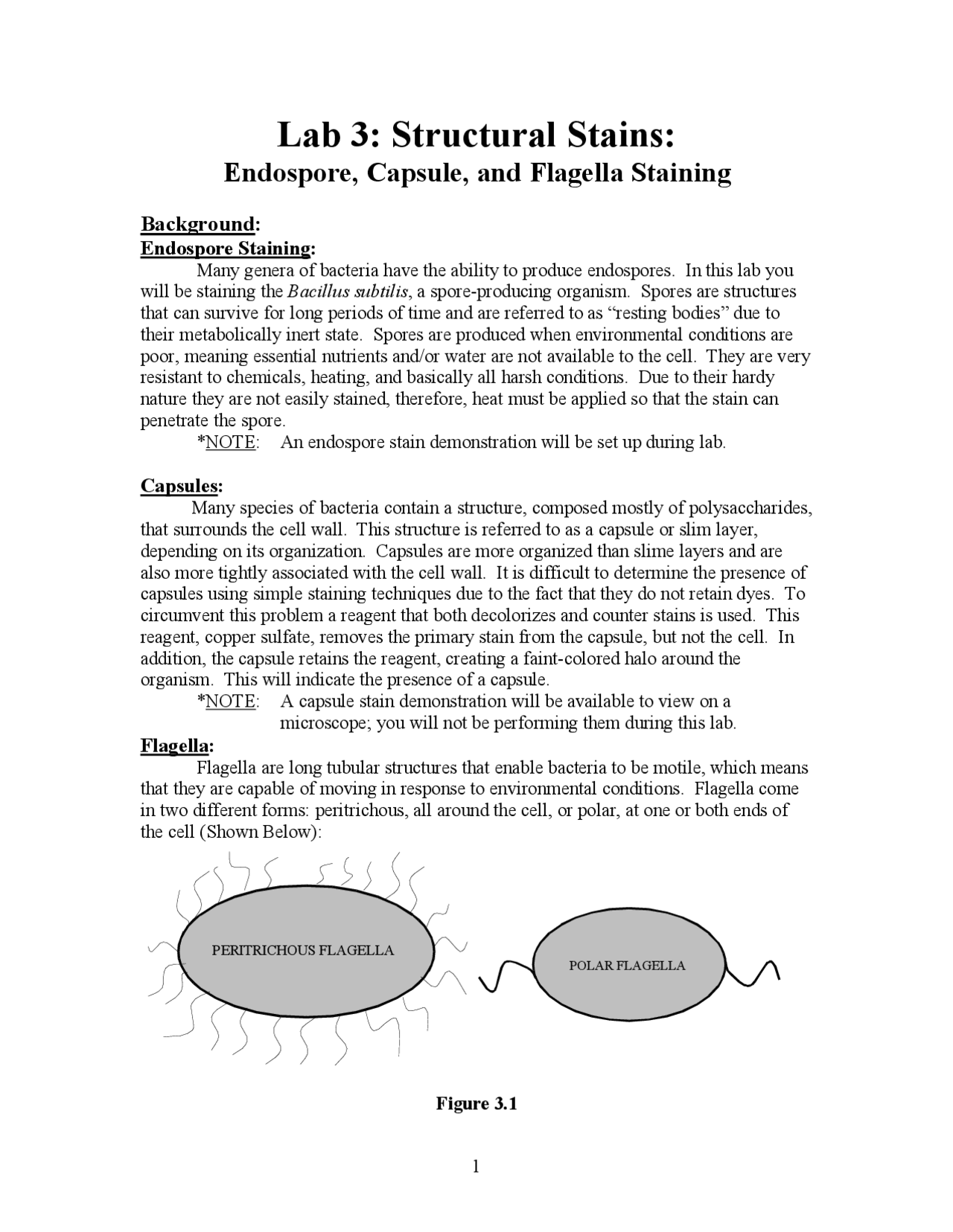 Structural Stain Examples Structural Stains: Endospore, Capsule, and Flagella Staining | MIC 205A ...