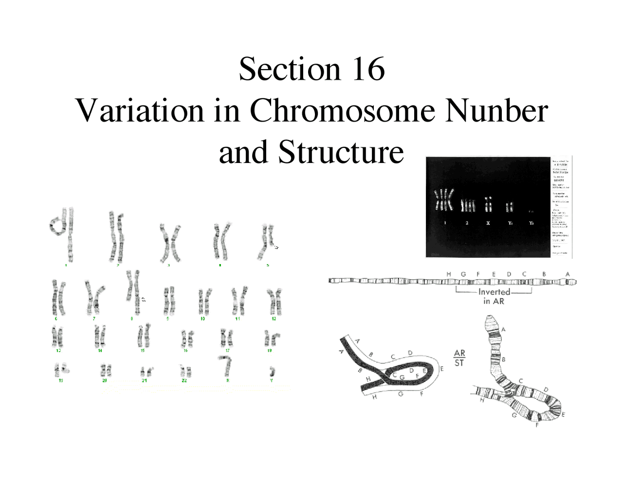 Lecture Notes for Variation in Chromosome Number and Structure | ECOL ...