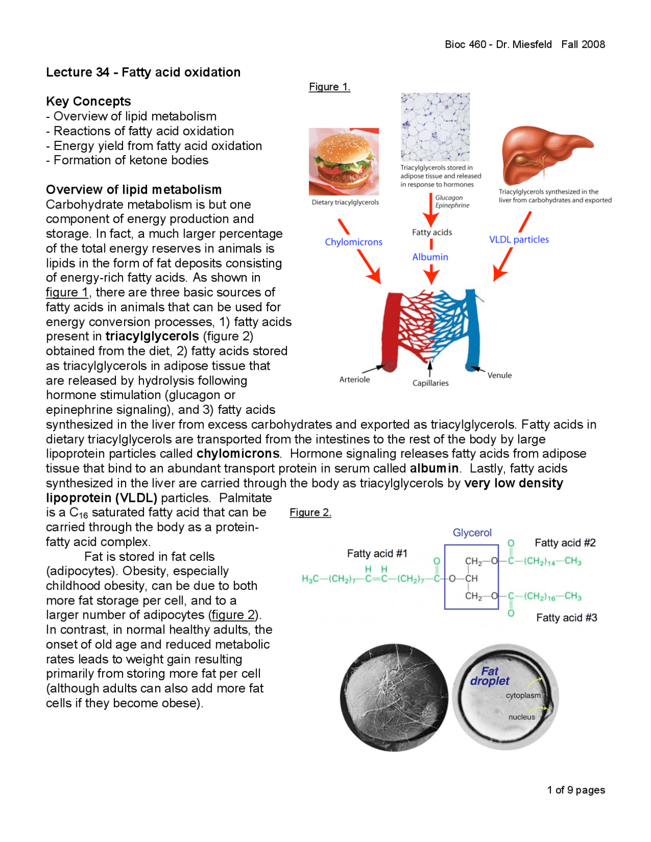Fatty Acid Oxidation - General Protein, General Metabolic Biochemistry ...