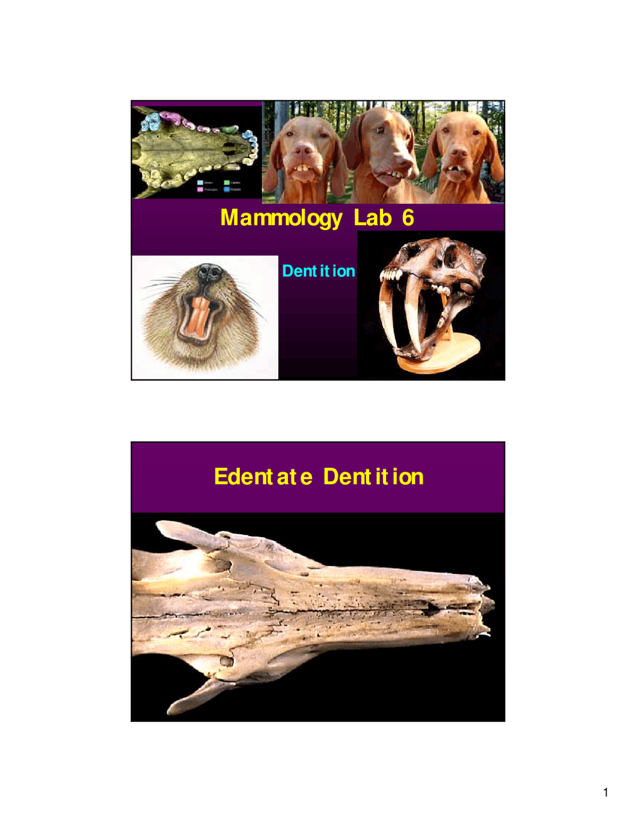 Lecture Slides on Definition - Mammalogy - Lab #6 | ECOL 485 - Docsity