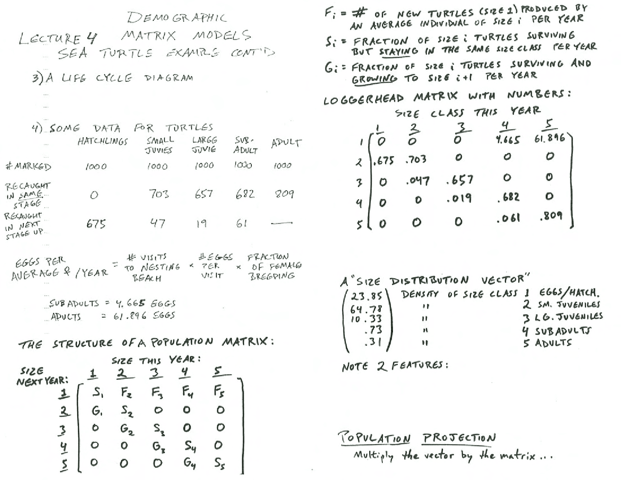 Demographic Matrix Models - Handwritten Notes | PCB 3043 | Study notes ...