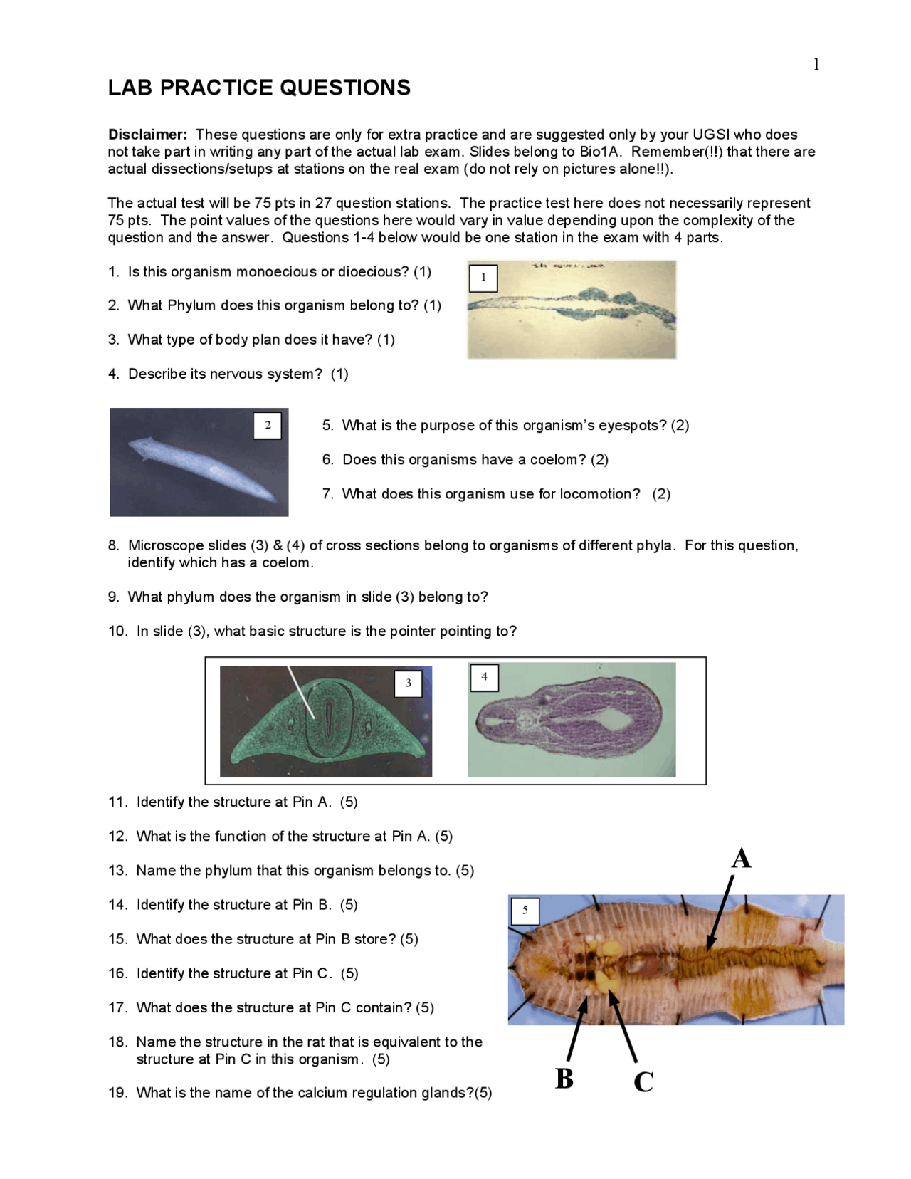 Laboratory Practice Questions on General Biology | BIOL 1A - Docsity