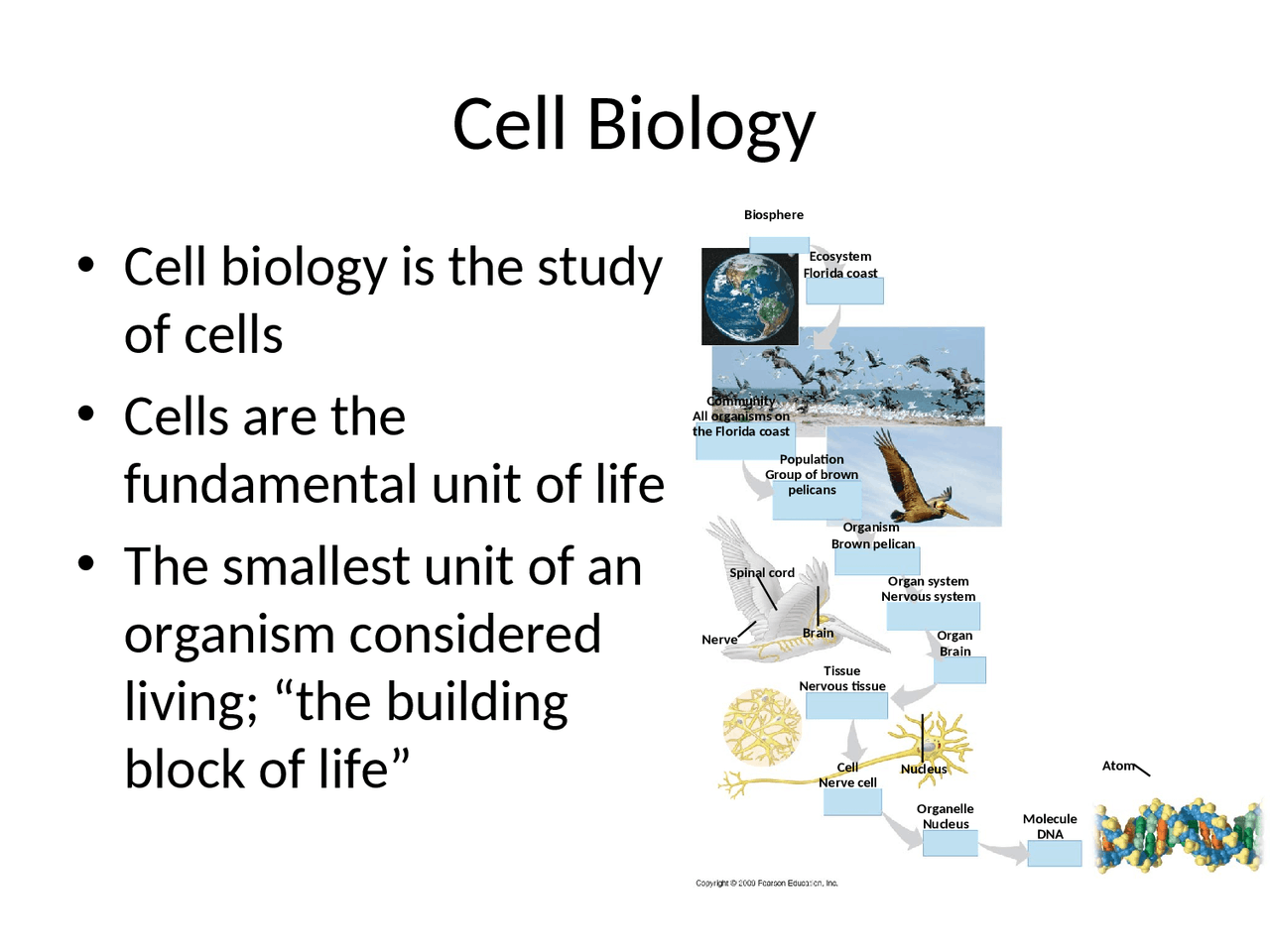 Cell Biology - Principles of Biology - Review Sheet | BIO 101 - Docsity