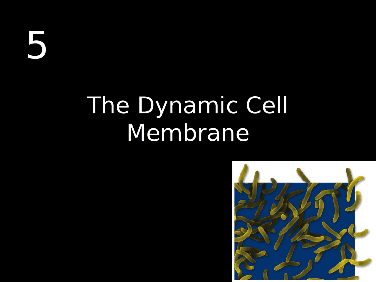 The Dynamic Cell Membrane - Principles of Biology I | BIOL 1107 - Docsity