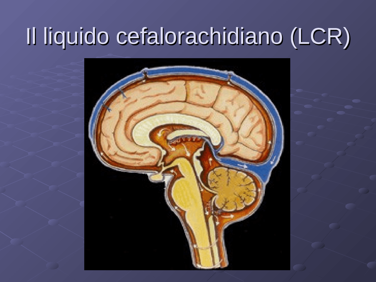 liquido cerebrospinale e cefalorachidiano Liquido Cerebrospinale E Cefalorachidiano Illustrazione del vettore del liquido  cerebrospinale