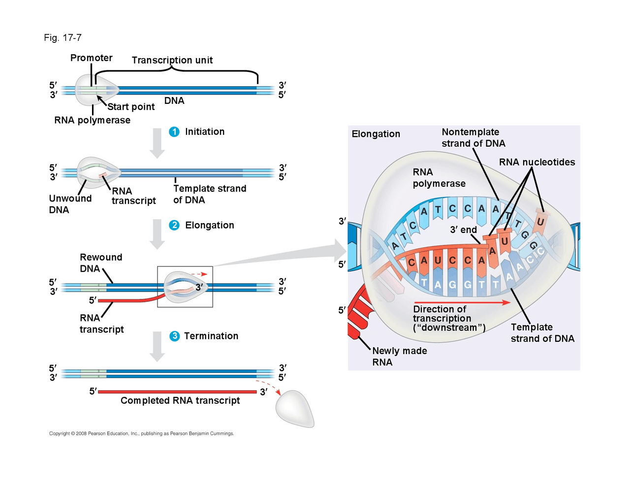 Notes on Transcription Initiation Complex - The Cell | BILD 1 - Docsity