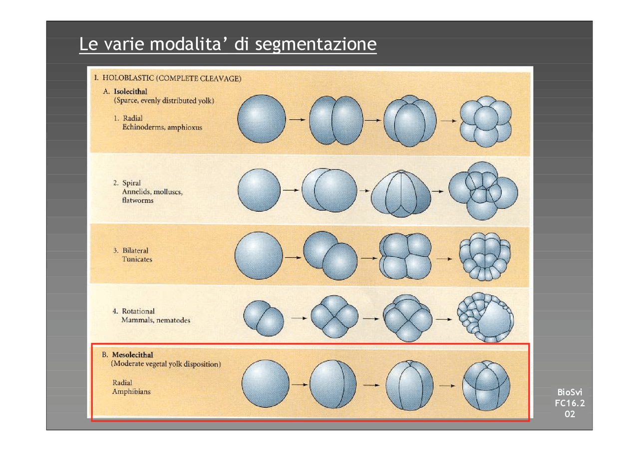 Biologia dello sviluppo 5 Settembre 2004 Docsity