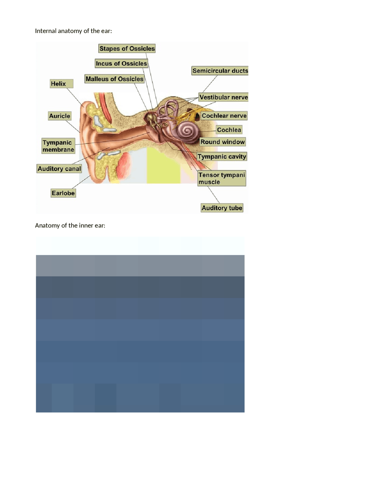 Anatomy of the Ear Human Anatomy and Physiology Biology Diagrams