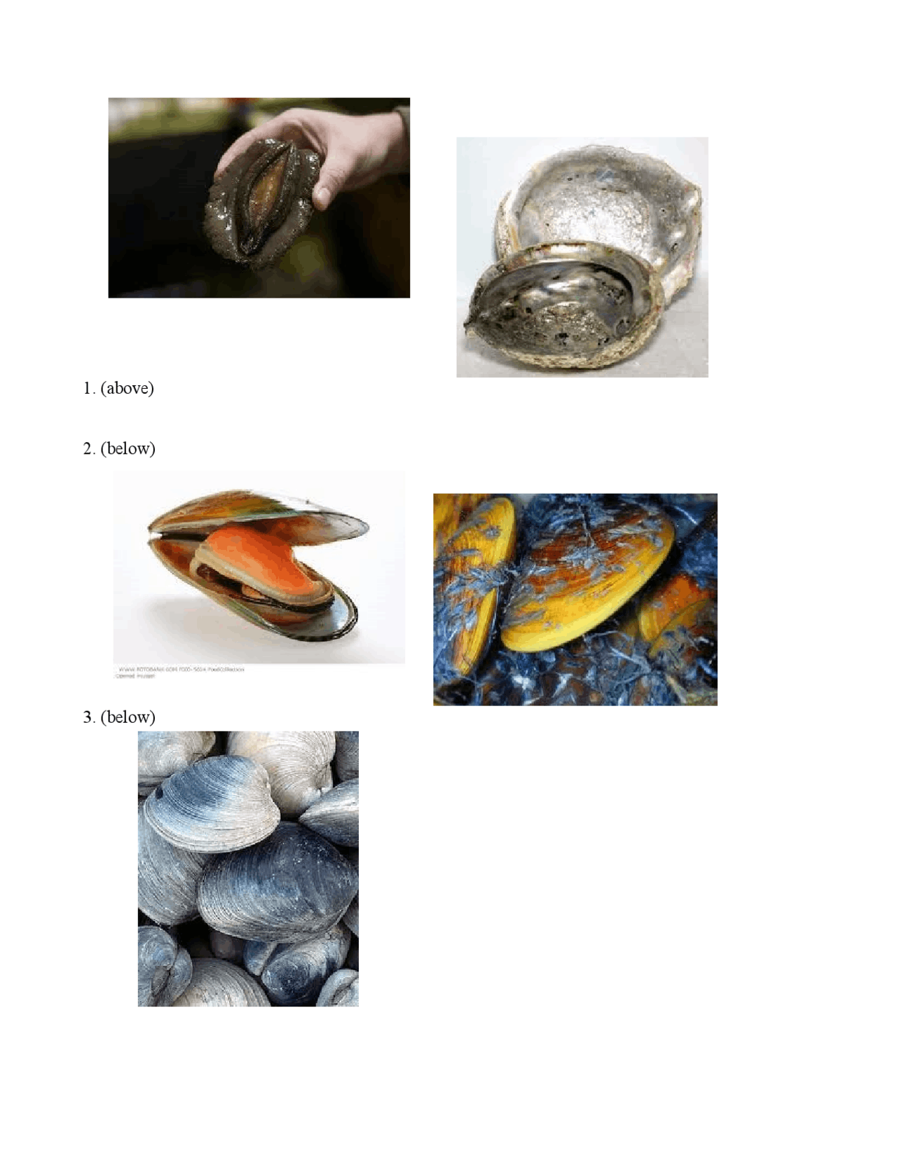 Test Yourself - Picture to Identify Species and Phylum | BIOL 1AL - Docsity
