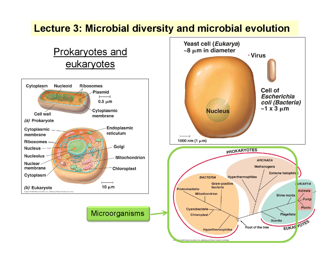 Microbial Evolution Scale Slides on Microbial Diversity and Microbial Evolution | BLD 434 - Docsity