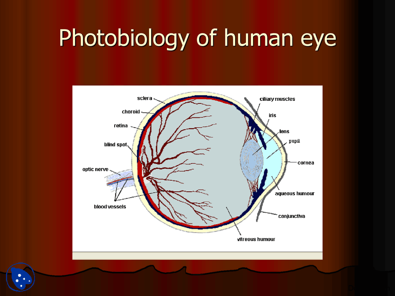 Human Eye Basic Human Eye-Basic Human Biology-Lecture Slides - Docsity