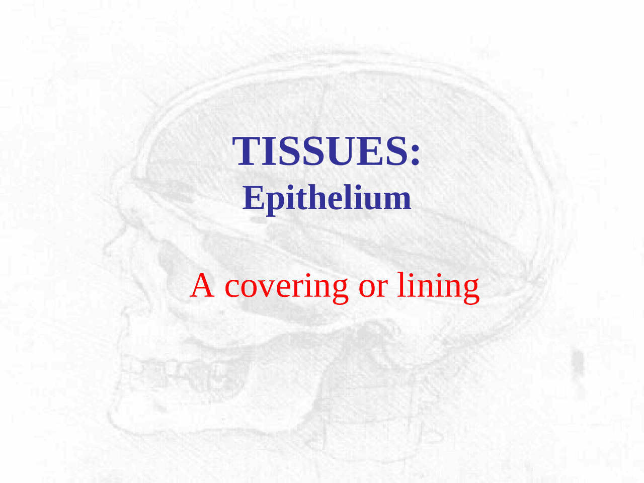 A Covering or Lining, Tissues Epithelium IPHY 3410 Docsity
