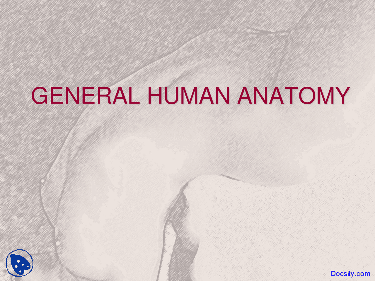 General Human Anatomy Anatomy Lecture Slides Docsity General Human Anatomy Anatomy Lecture Slides Docsity