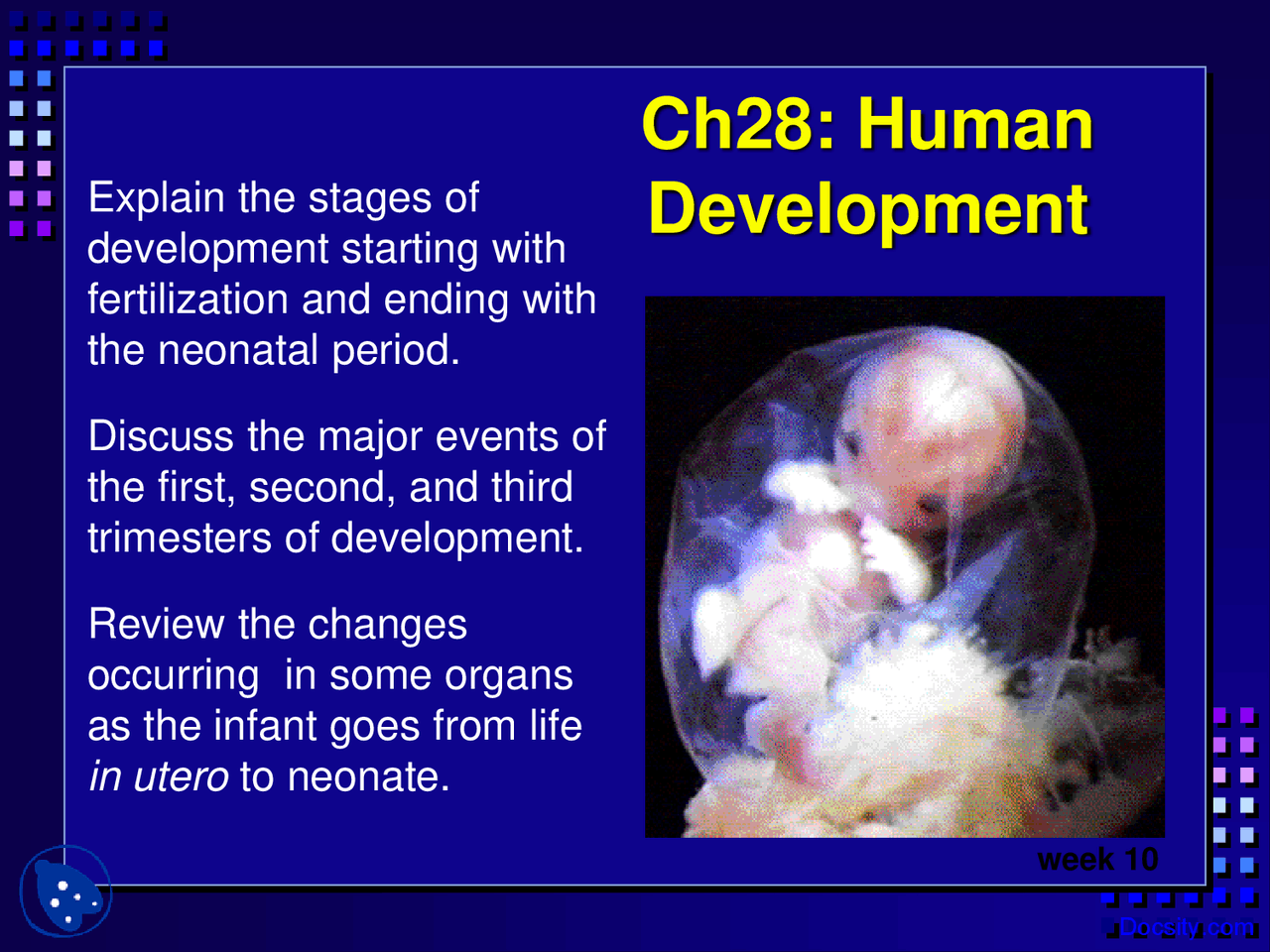 Human Development - Anatomy - Lecture Slides - Docsity