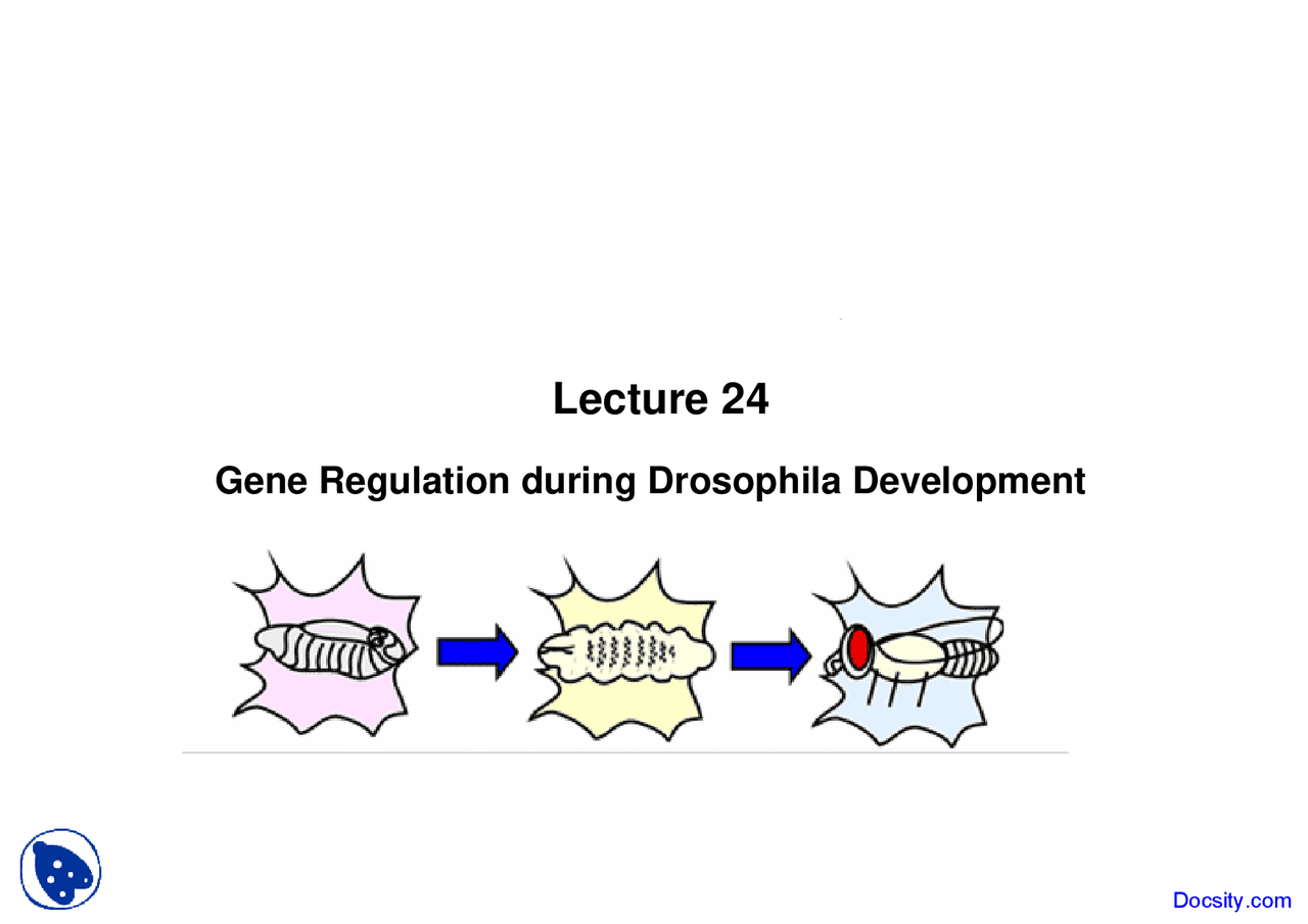 Regulation during Drosophila Development - Eukaryotic Gene Expression ...