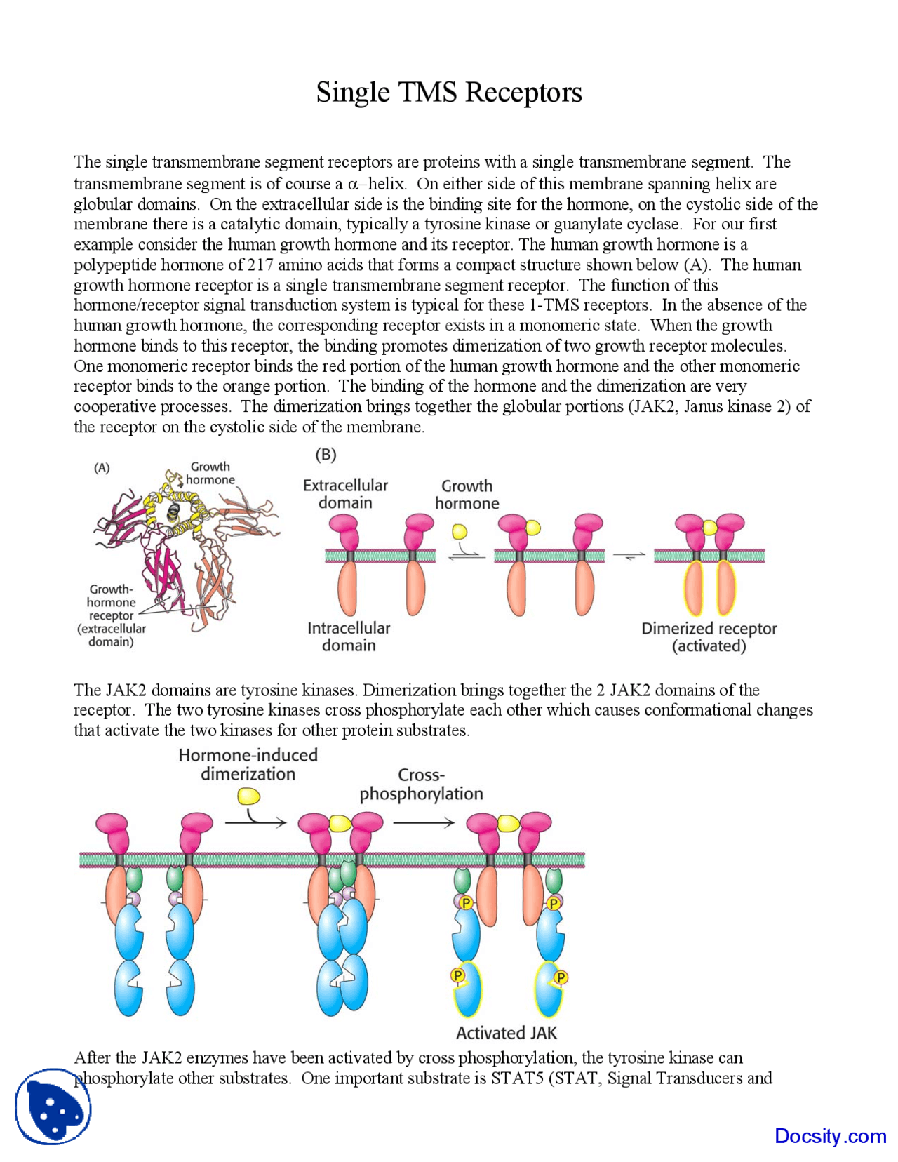 Single TMS Receptors - Biochemistry - Lecture Notes - Docsity