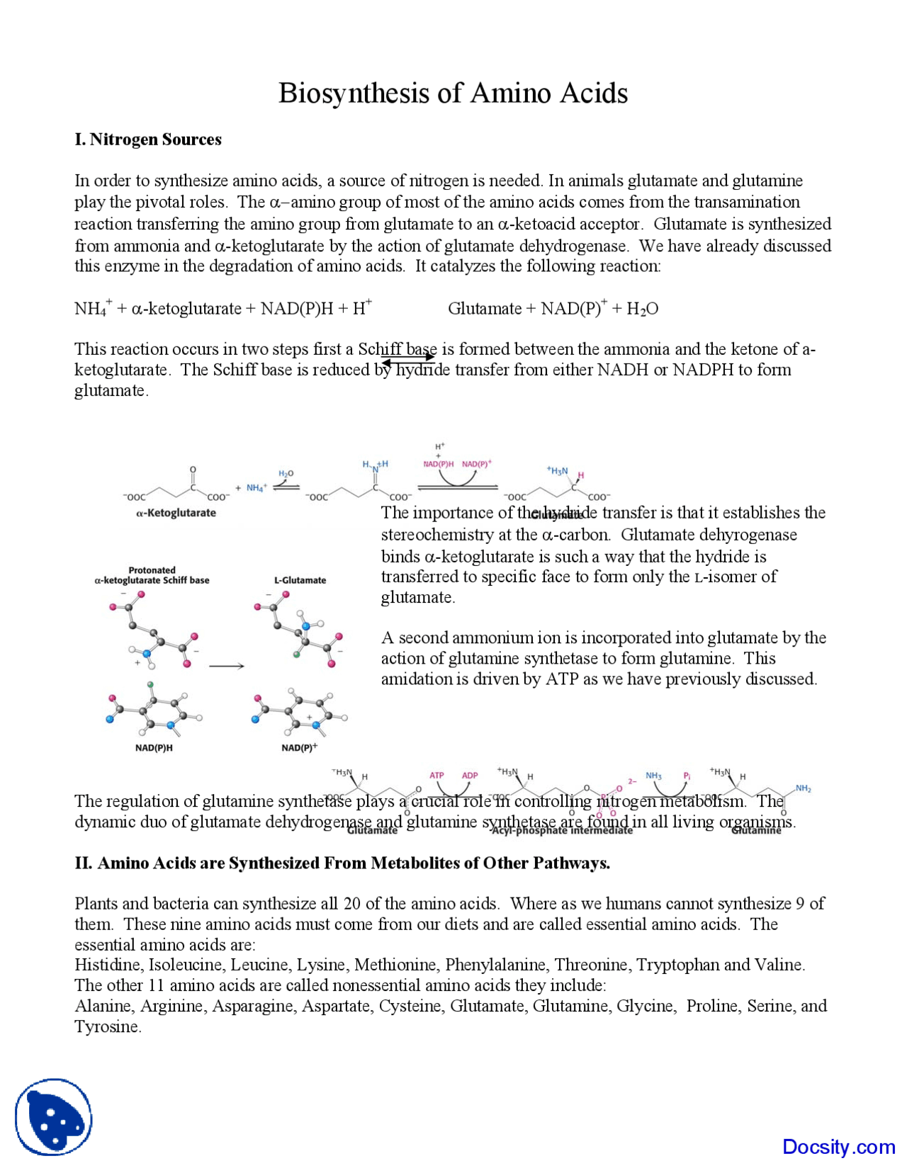 Biosynthesis of Amino Acids - Biochemistry - Lecture Notes | Study ...