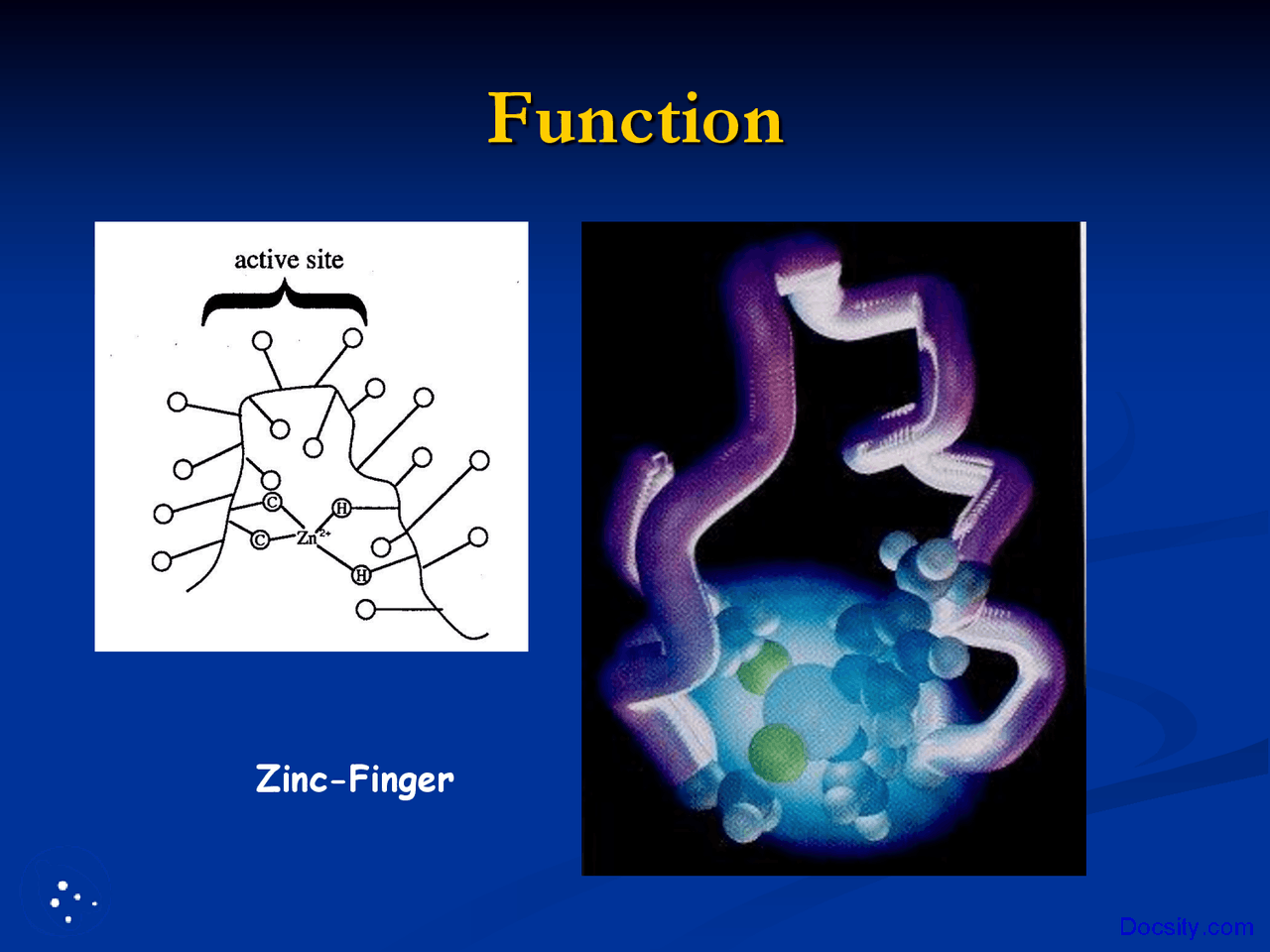Zinc Function Nutrition Lecture Slides Docsity