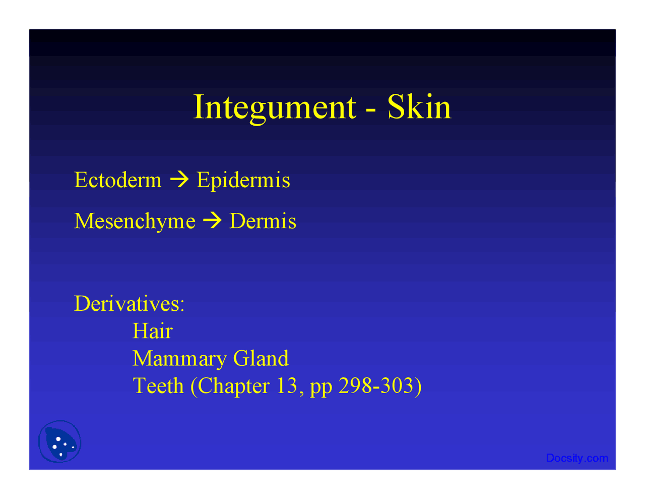 Integument of Skin - Introduction to Embryology - Lecture Slides ...