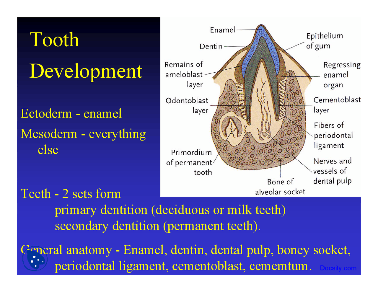 Embrylogy Tooth Development Tooth Development - Introduction to Embryology - Lecture Slides ...