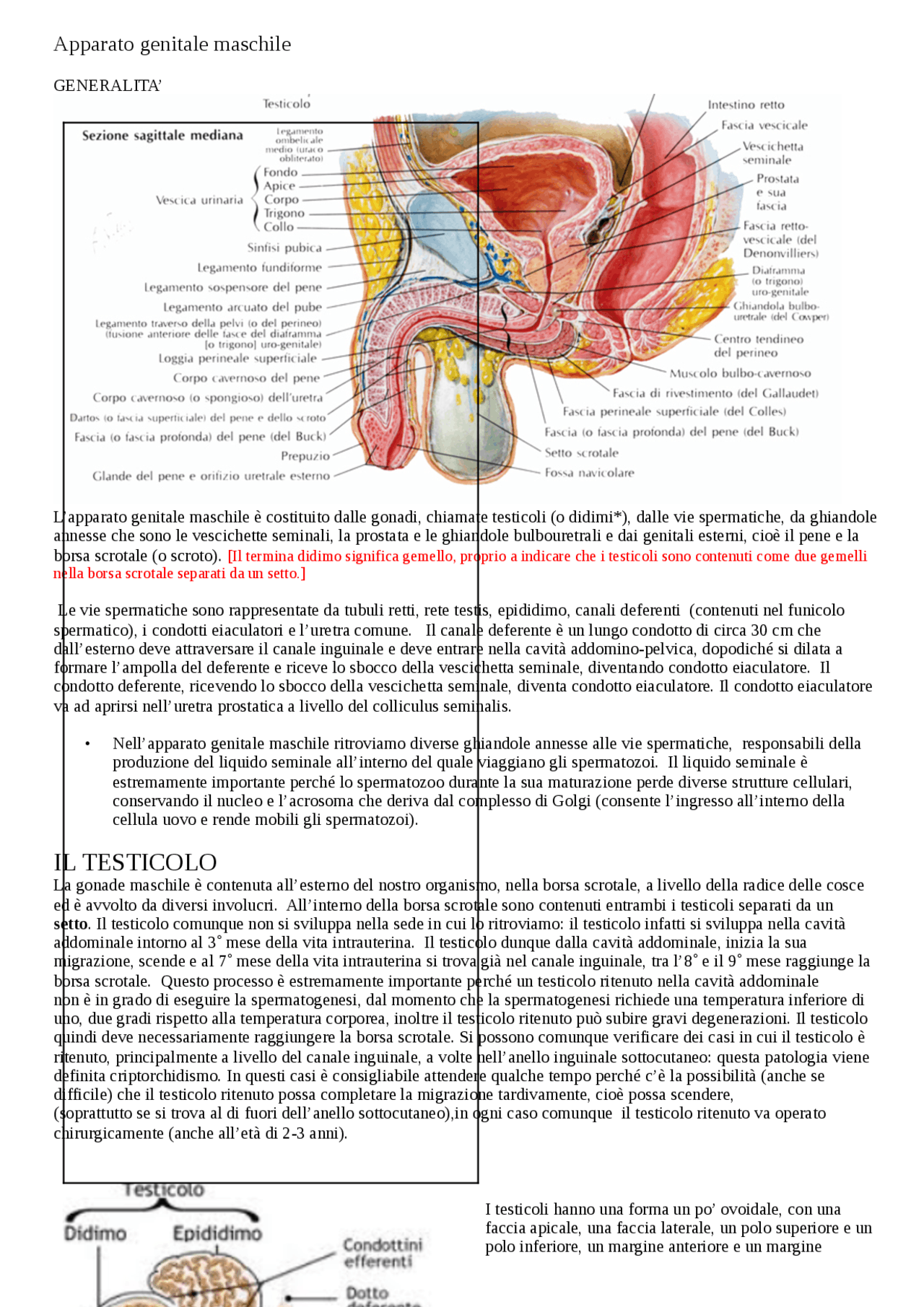 Apparato genitale maschile Appunti di Anatomia Docsity