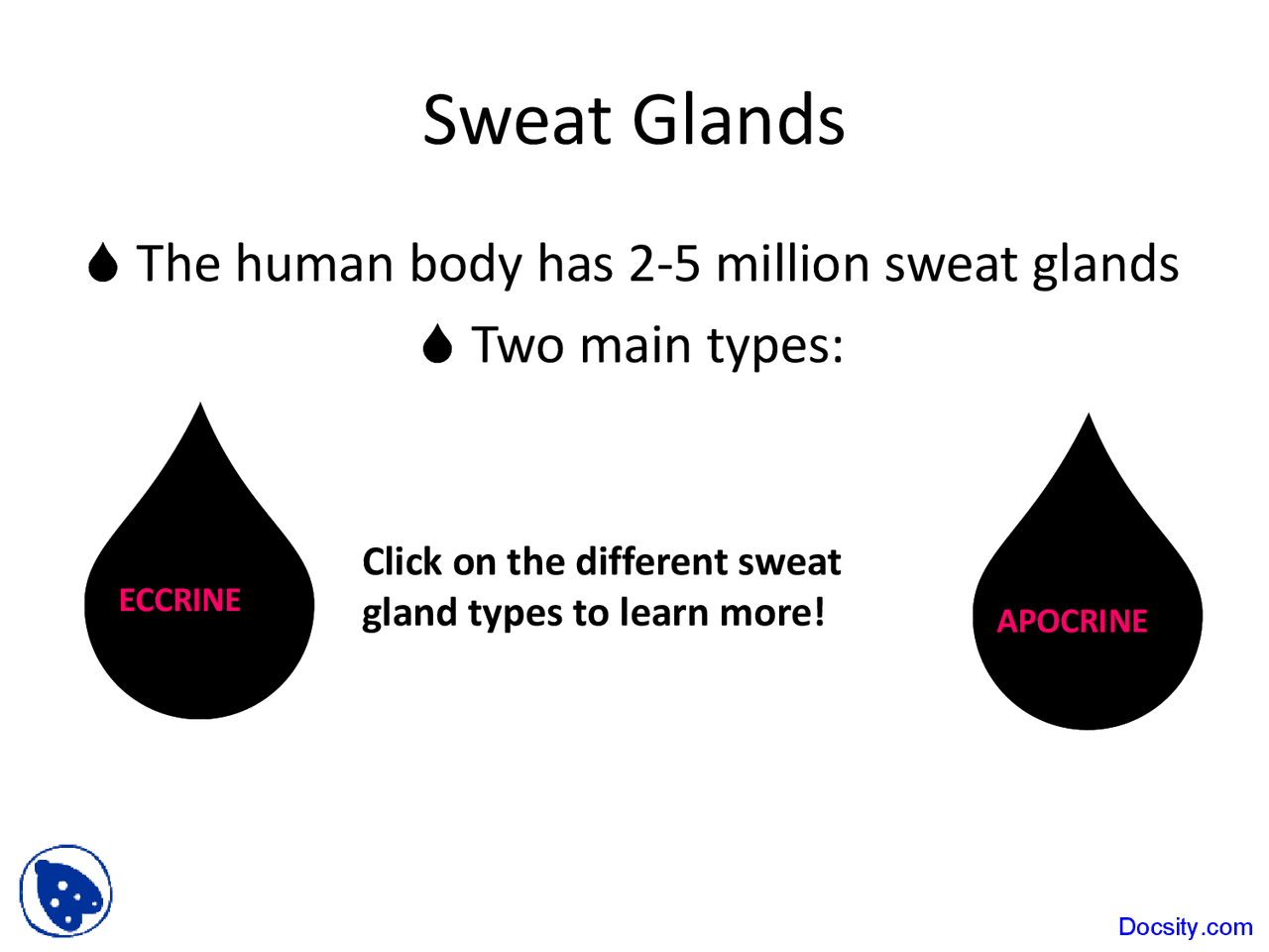 Introduction to Sweat Glands - Dermatology - Lecture Slides | Slides ...