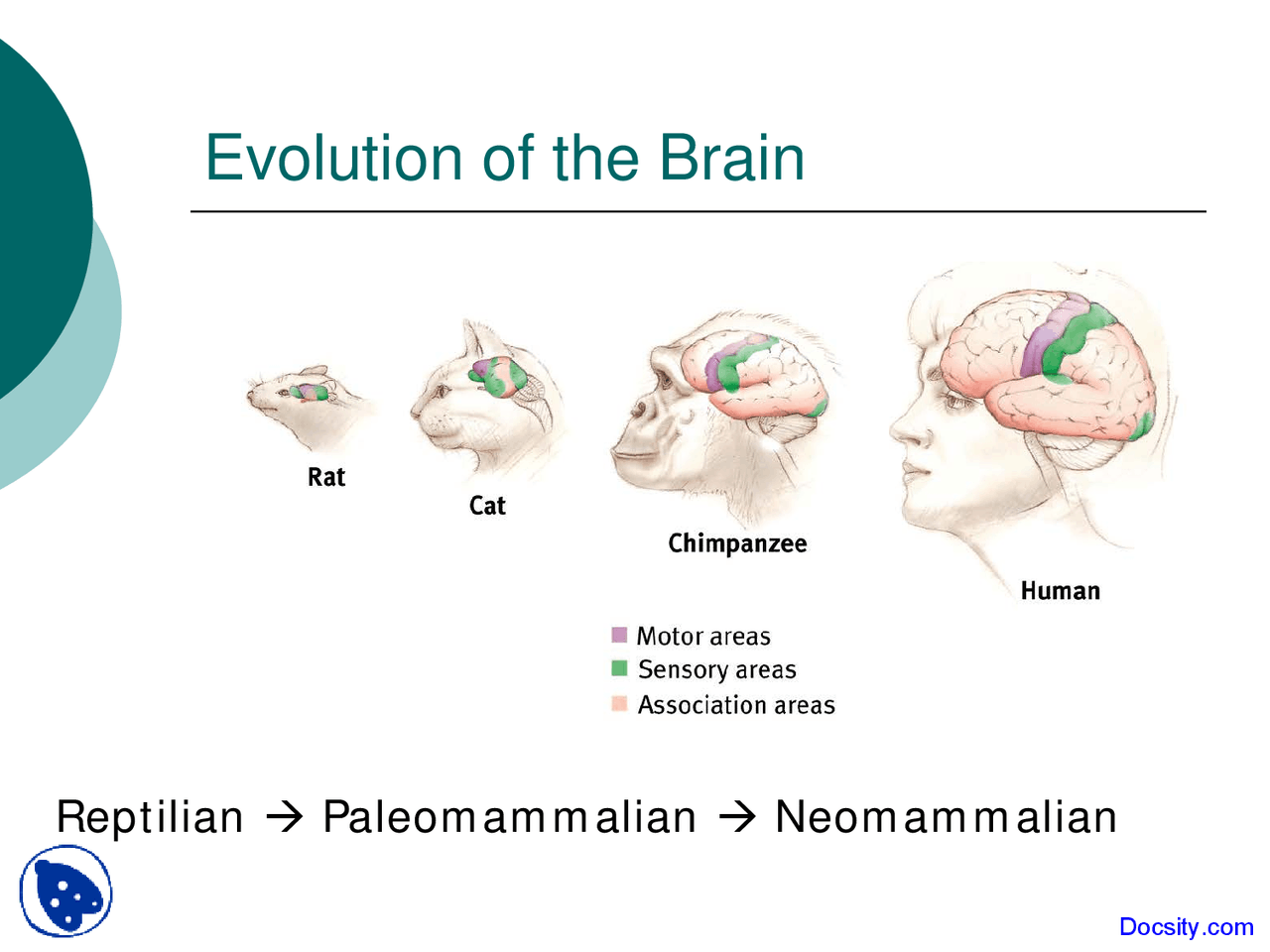 Evolution of the Brain - Fundamentals of Psychology - Lecture Slides ...