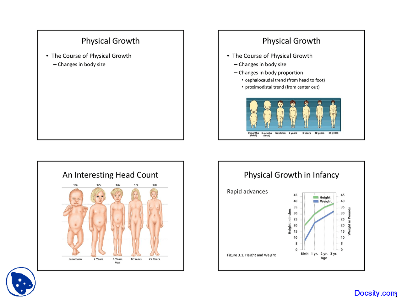Physical Development - Human Development - Lecture Slides - Docsity
