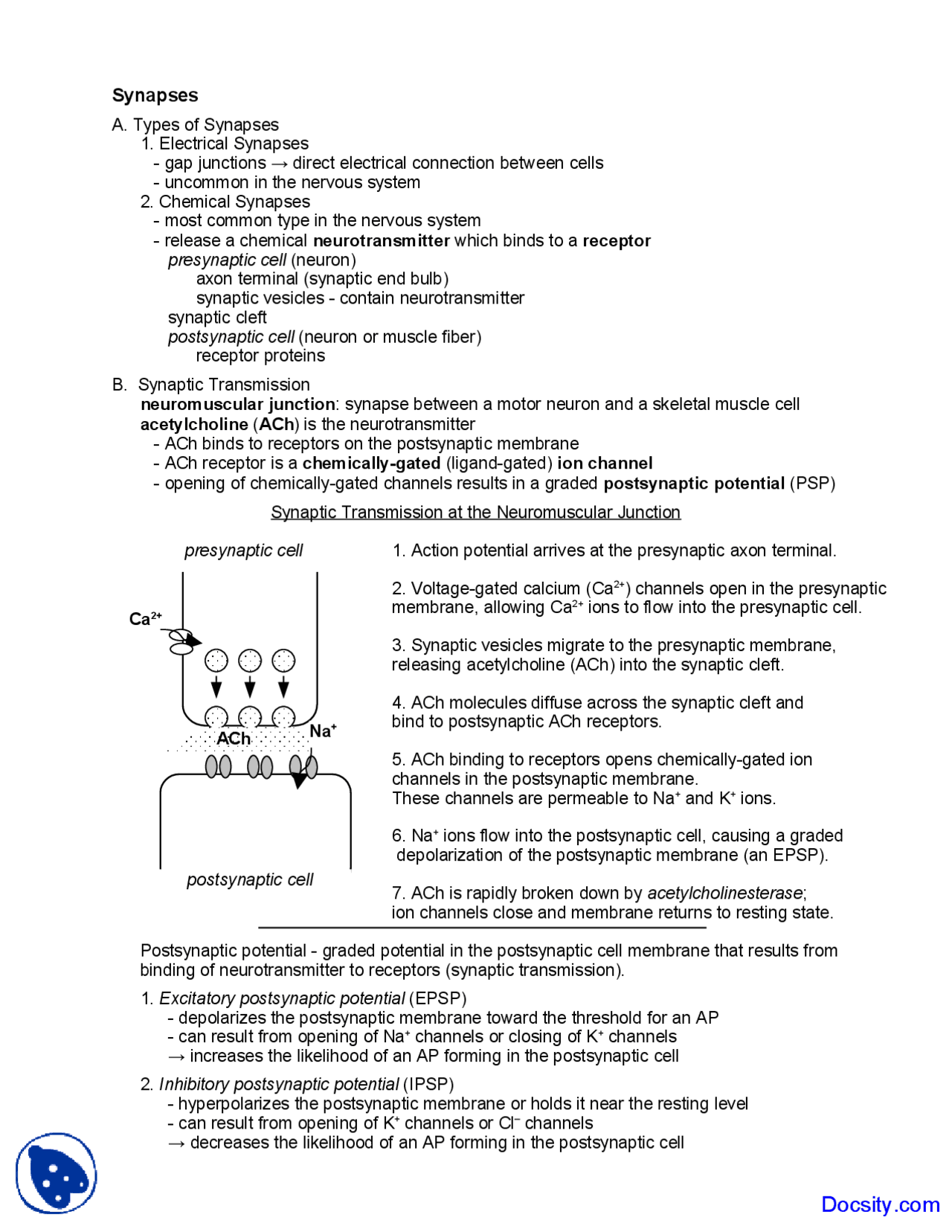 Synapses - Human Physiology - Lecture Notes | Study notes Human ...