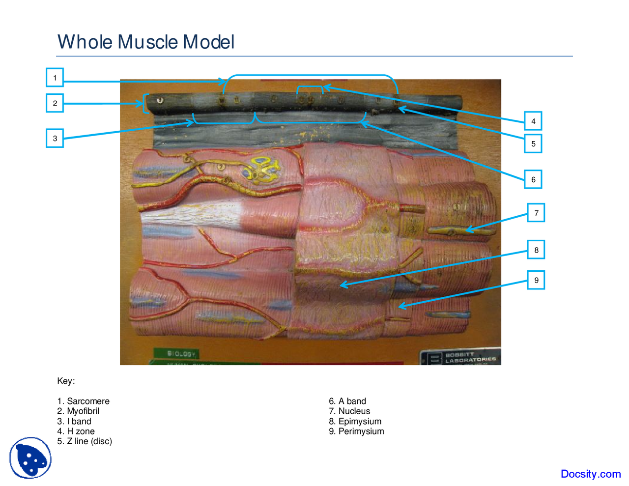Muscle Model Project Example Whole Muscle Model - Human Anatomy - Handout - Docsity