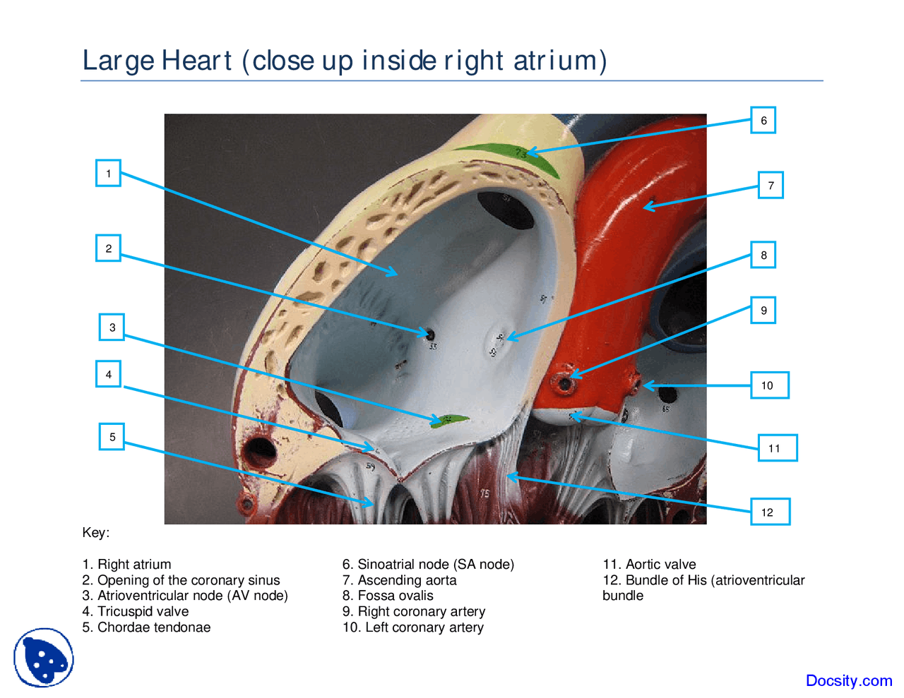 Inside Right Atrium Large Heart - Human Anatomy - Handout | Exercises ...