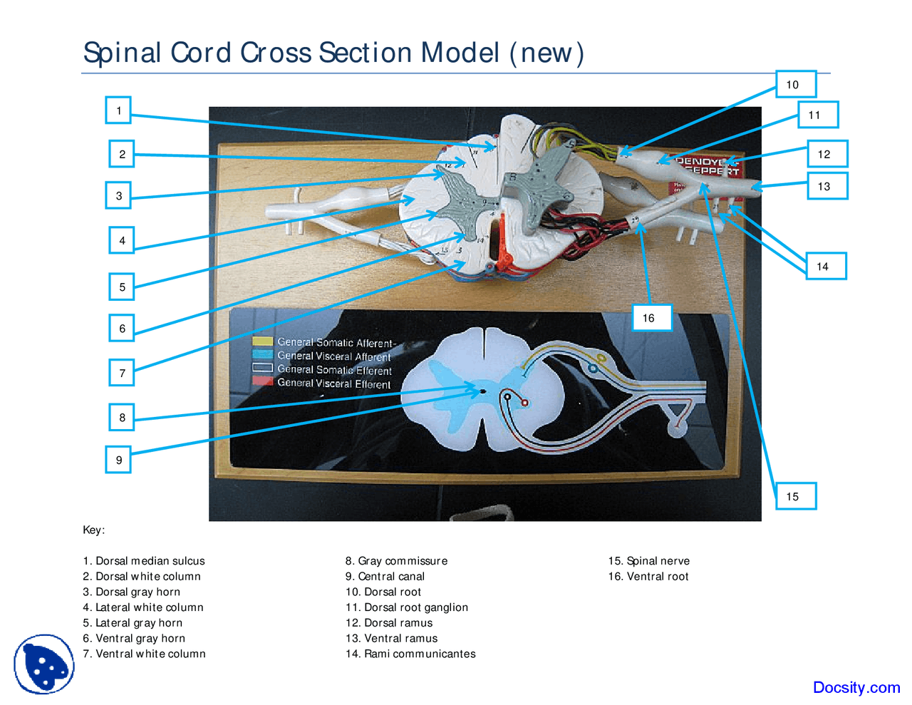 Cross Section Lab Model Spinal Cord Cross Section New Model - Human Anatomy - Handout - Docsity