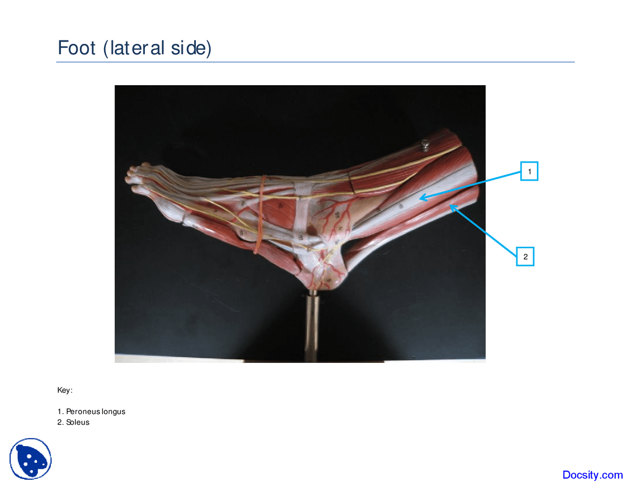 Foot Lateral Side - Human Anatomy - Handout - Docsity